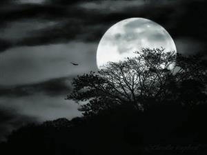 moon 
